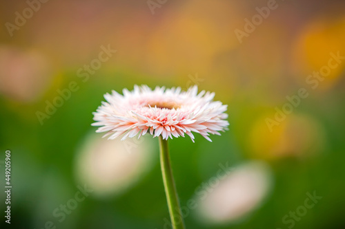 African chrysanthemum