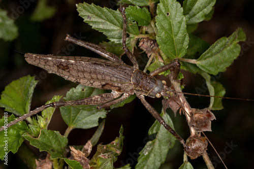 Adult True Katydid photo