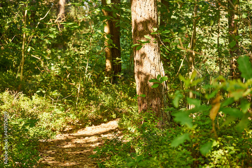 Fototapeta Naklejka Na Ścianę i Meble -  lesna letnia ścieżka