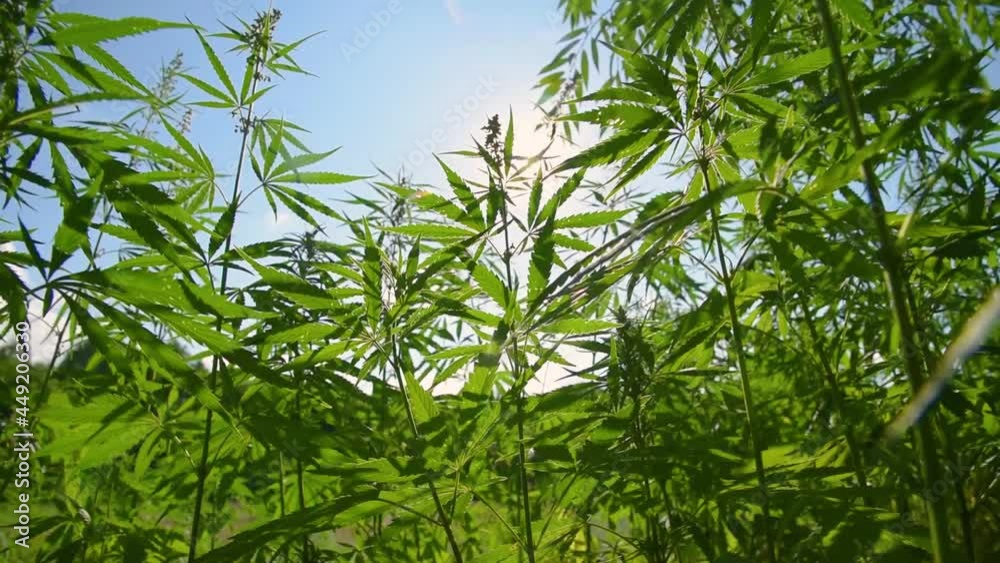 Marijuana leaves grow at sunset in summer Marijuana leaves grow at sunset in summer