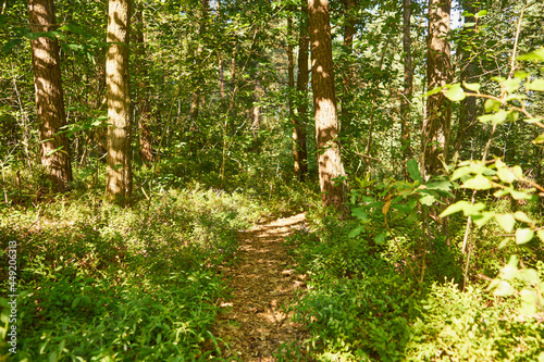 Fototapeta Naklejka Na Ścianę i Meble -  lesna letnia ścieżka