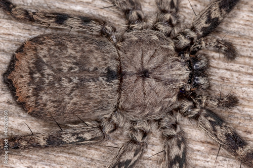 Adult Female Crescent-eyed Spider photo