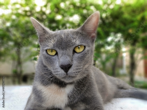 Close up image of a Thai gray cat with yellow eyes. The cat looking serious and strictly.