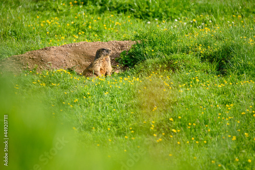 curious marmot peaking out of its burrow in a lush green alpine meadow photo