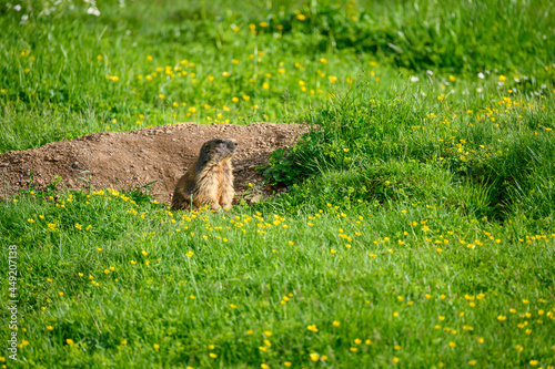 Alpine marmot (Marmota marmota) in a lush green alpine summer meadow in the Bernese Alps photo