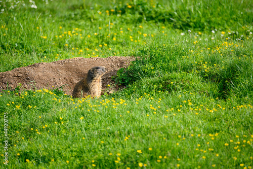 Alpine marmot (Marmota marmota) in a lush green alpine summer meadow in the Bernese Alps photo