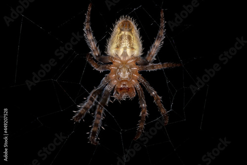 Small Typical Orbweaver photo