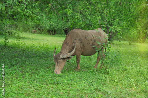 a muddy dirty buffalo eating grasses on hill an orchard in rural northern Thailand. selective focus