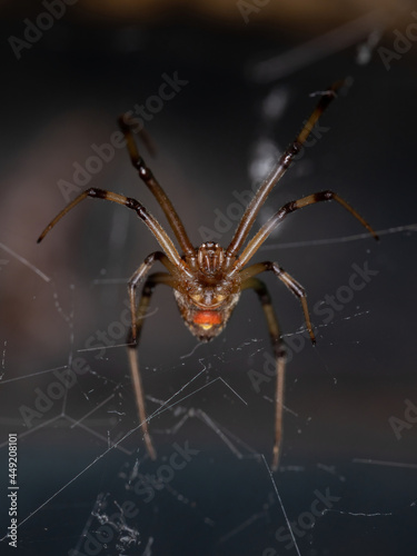 Female Adult Brown Widow