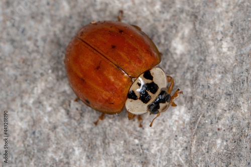 Adult Asian Lady Beetle photo