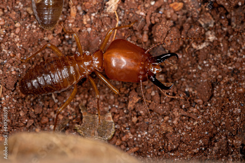 Adult Jawsnouted Termite photo