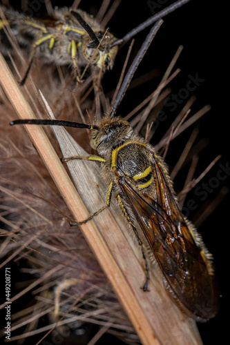 Adult Scoliid Wasp photo