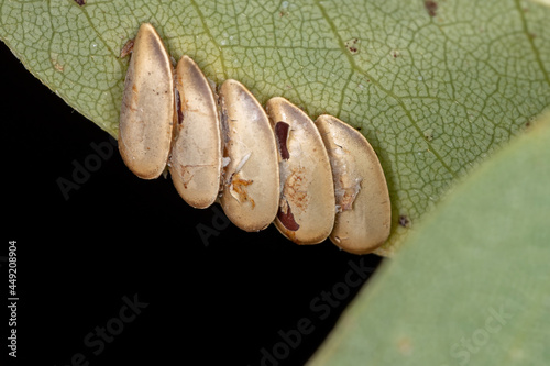 Leaf Katydid Eggs photo