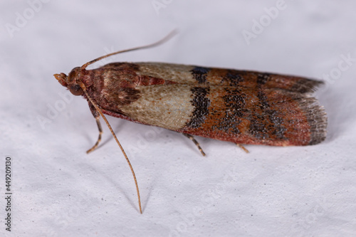 Adult Indian Meal Moth