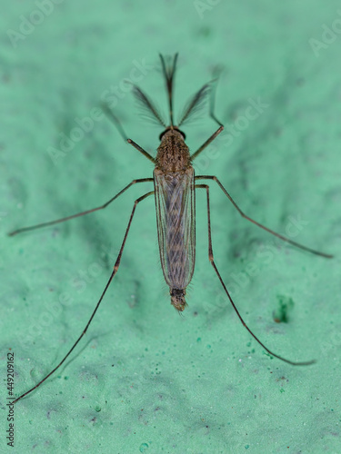 Adult Culicine Mosquito photo