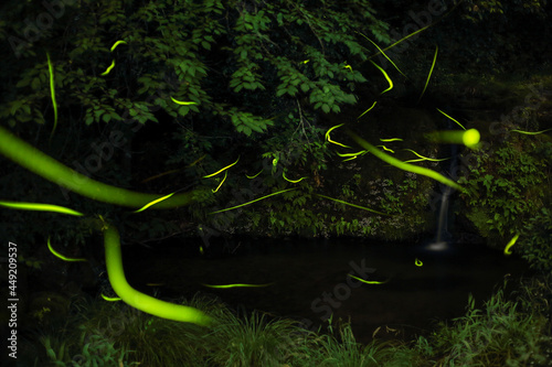 源氏ボタルの舞い