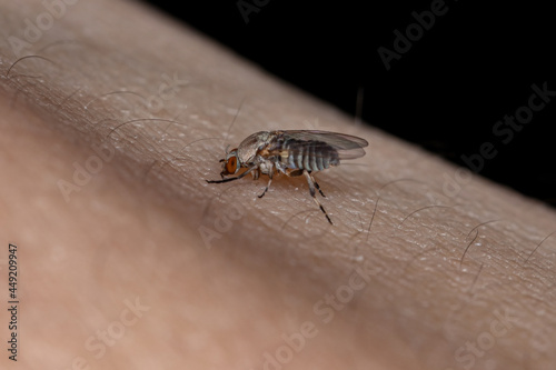 Φωτογραφία Adult Black Fly