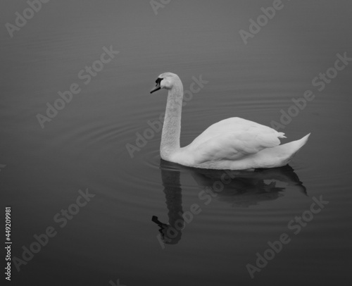 Swan in Black and white, with reflection