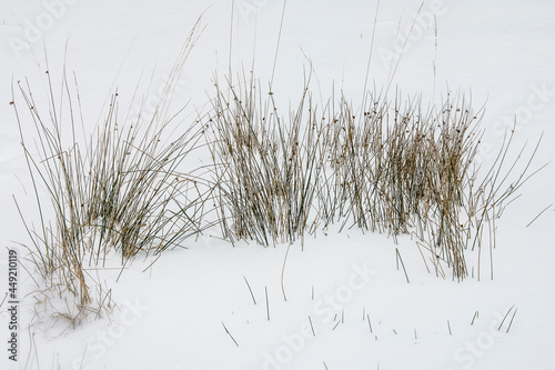 swamp plant great wood-rush in snowy naturea area kruisbergse Bossen in winter photo