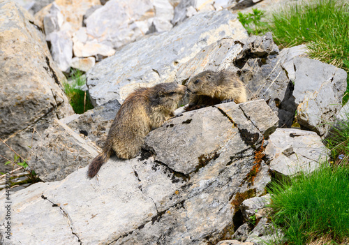 two kissing Alpine marmots (Marmota marmota) on rocks in the Bernese Alps