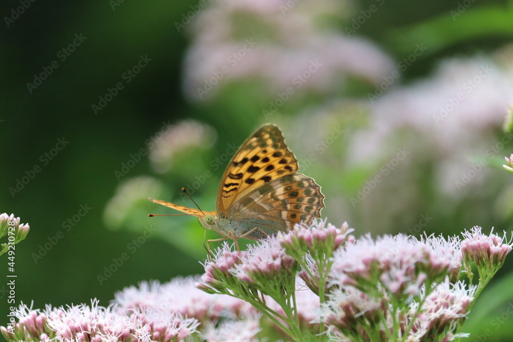 Motyl Motyl