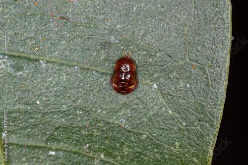 Small Typical Leafhopper Nymph photo