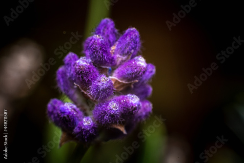close up of a purple flower