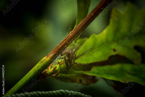 spider on a leaf