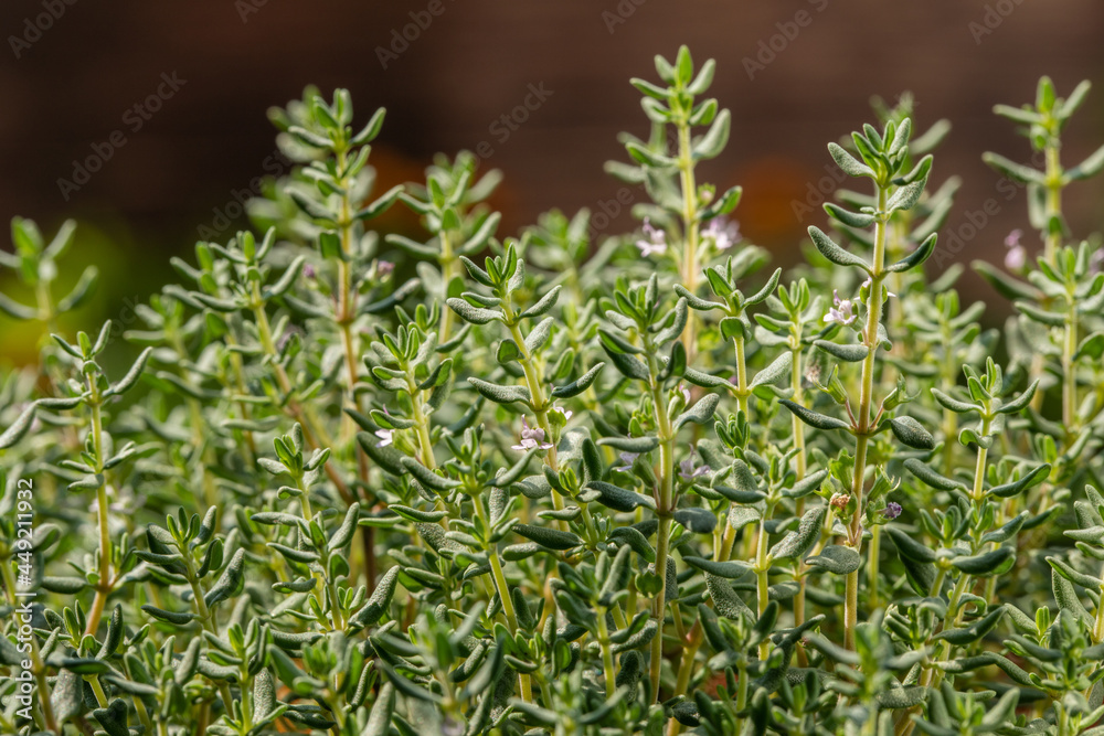 Thyme Sicilian, thyme plant, aromatic herb used in cooking aromatherapy medicine Thyme Sicilian, thyme plant, aromatic herb used in cooking aromatherapy medicine