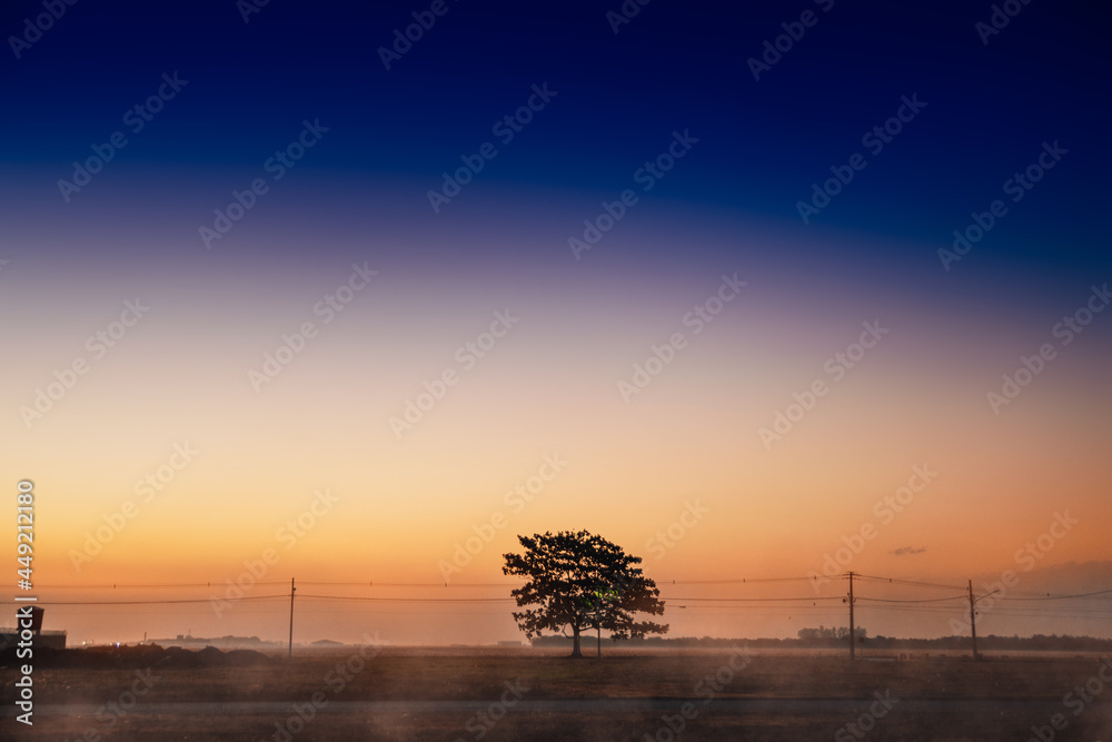 Lonely tree at sunset.