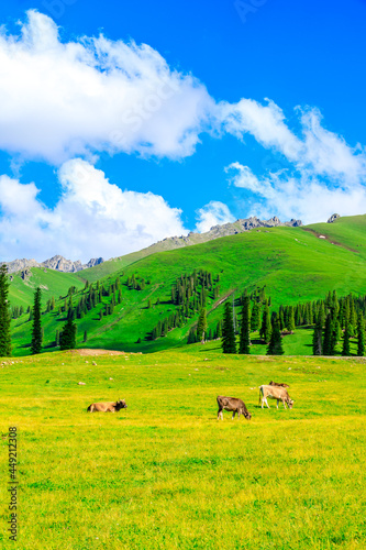Cows on the Nalati grassland and beautiful natural landscape in Xinjiang,China. photo