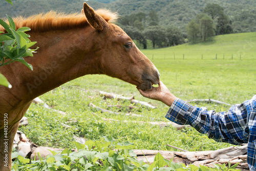 El caballo está besando la mano del campesino en el campo de Mirandilla Jalisco.