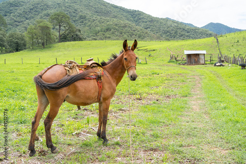 Paisaje con caballo en el campo de Mirandilla Jalisco. 