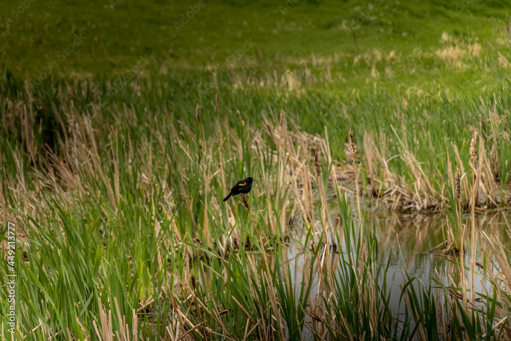 Red Winged Black bird sitting on bull rushes Kneehill County Alberta Canada Red Winged Black bird sitting on bull rushes Kneehill County Alberta Canada