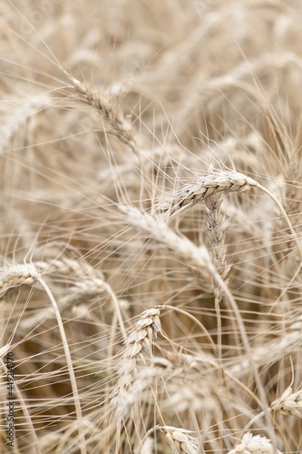 A beautiful landscape with a field of ripe rye. Background of nature. Stem with seed for cereal bread. Agriculture harvest growth. Yellow golden rural summer landscape. Selective focus.