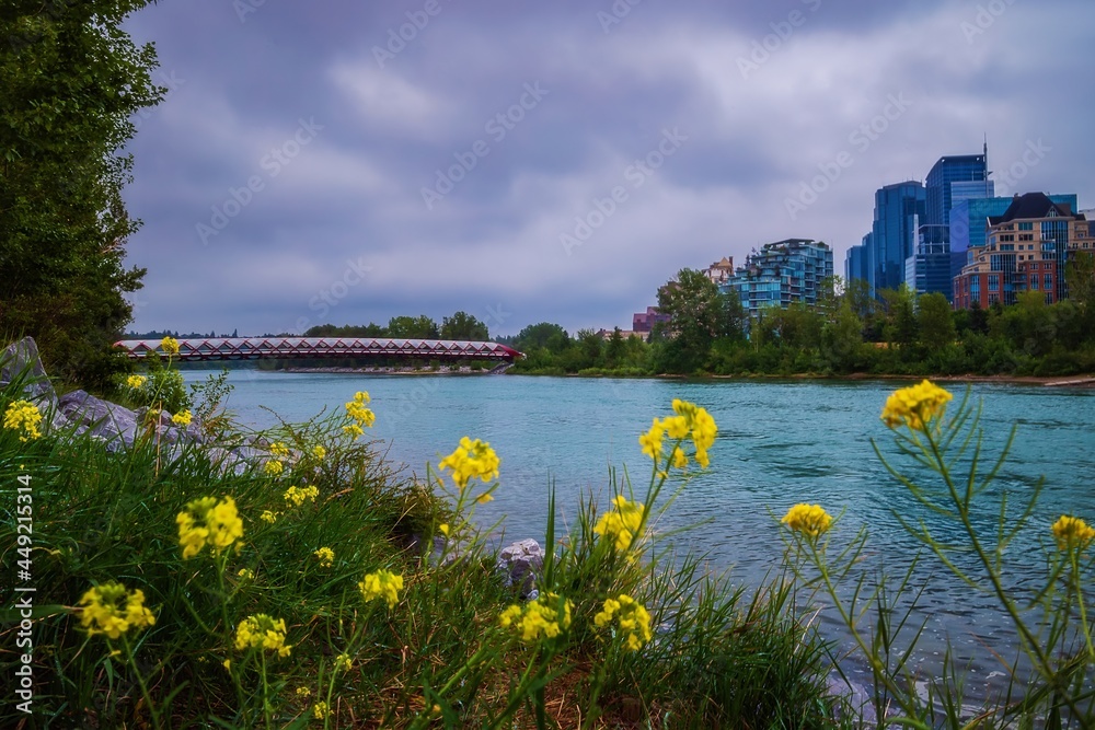 Flowers By The Bow River On A Cloudy Day