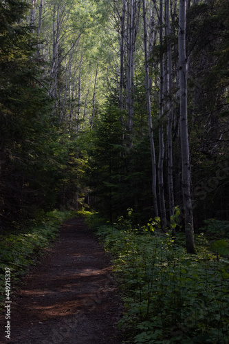 path in the woods © stephen