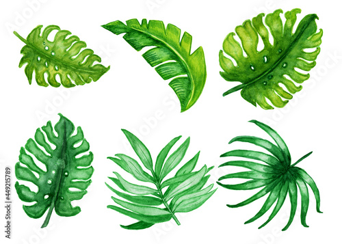 Konstfotografi Watercolor drawing of green leaves,Hand drawn watercolor leaves set isolated on white