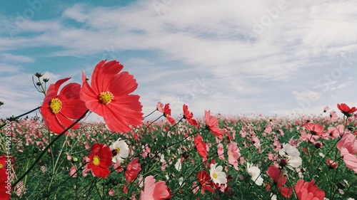 Cosmos Field