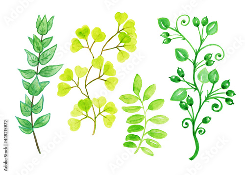 Watercolor drawing of green leaves,Hand drawn watercolor leaves set isolated on white.Set of watercolor leaves.
