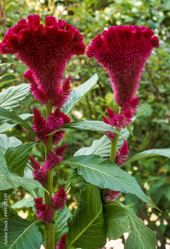 Crête de coq, Celosia cristata