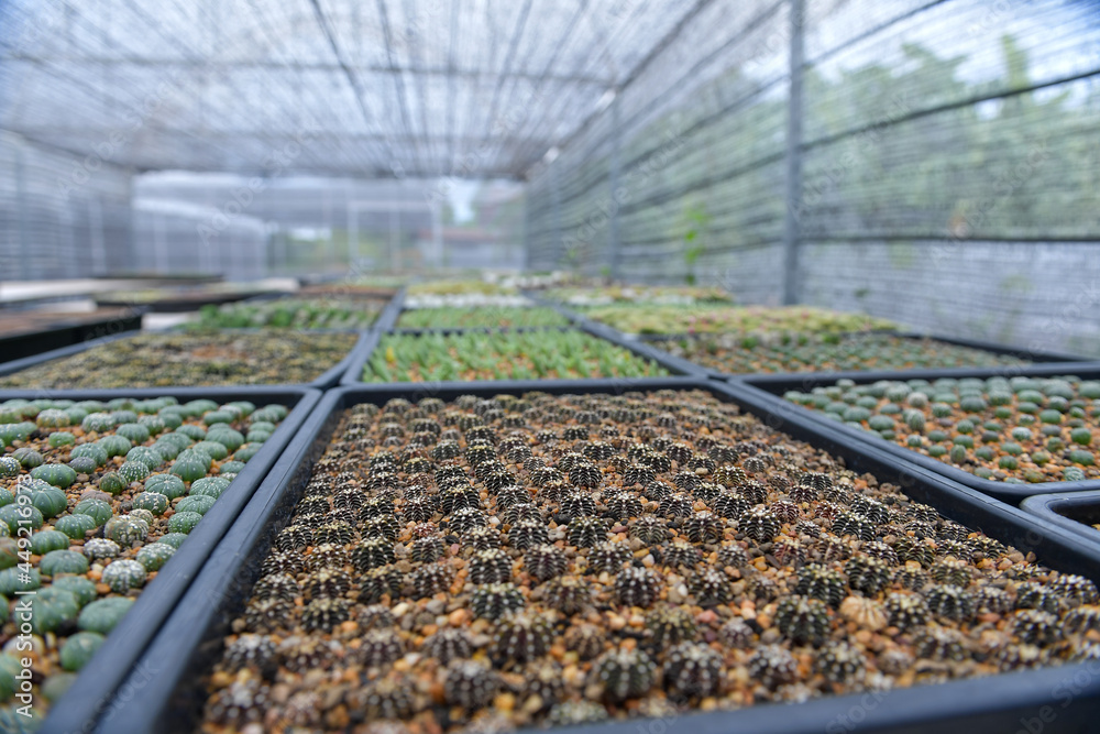 Various cactus in a glass greenhouse Various cactus in a glass greenhouse