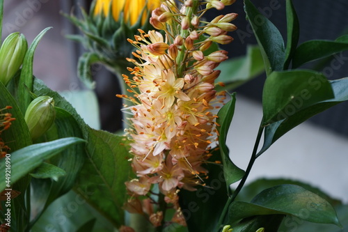 desert candle aka foxtail lily Eremurus stenophyllus in a flower bouquet  photo