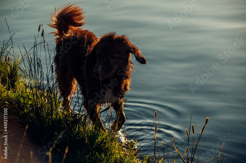 Foto dog in the lake