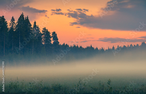 Fog over green field before sunrise. Misty early morning scene. Pink sky above pine forest. Foggy nature landscape with pine trees. Mist over meadow. Hazy summer evening after sunset Tranquil twilight