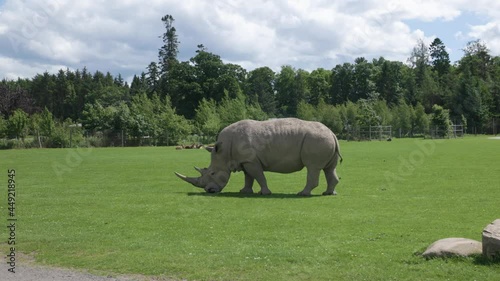 Southern White Rhinoceros eating green grass. Camera pivots around the back of the large animal on a sunny day. photo