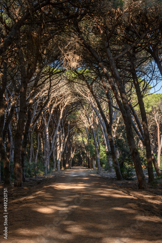 Fototapeta Naklejka Na Ścianę i Meble -  path in the oldgrown pine forest of Feniglia, Tuscany