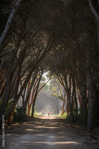 Fototapeta Naklejka Na Ścianę i Meble -  tunnel of trees in the oldgrown pine forest of Feniglia, Tuscany