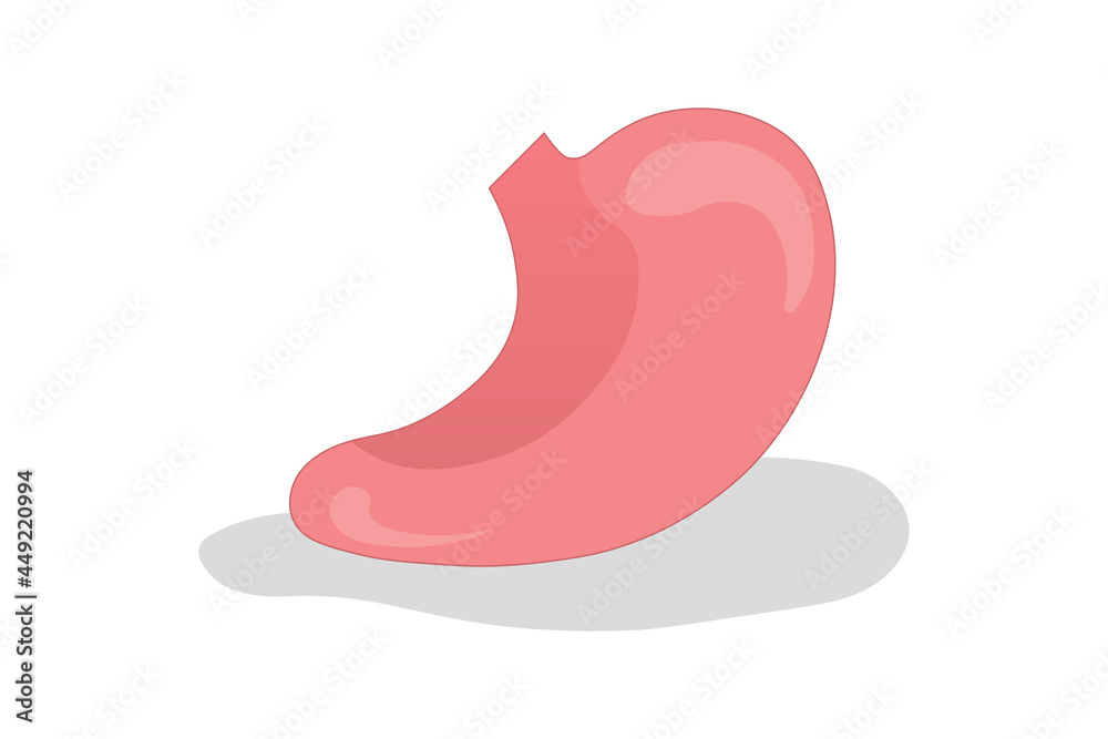 Stomach vector. Human Digestive Organ. Internal organ. Medical education. Stomach vector. Human Digestive Organ. Internal organ. Medical education.