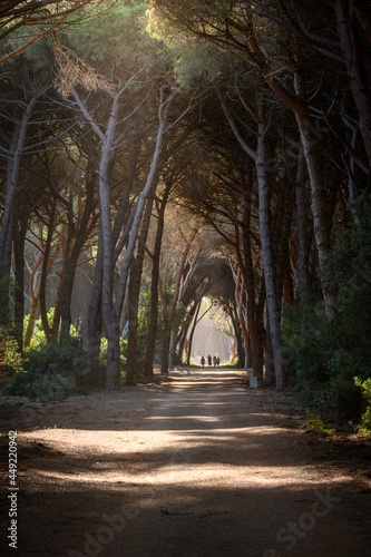 tunnel of trees in the oldgrown pine forest of Feniglia, Tuscany